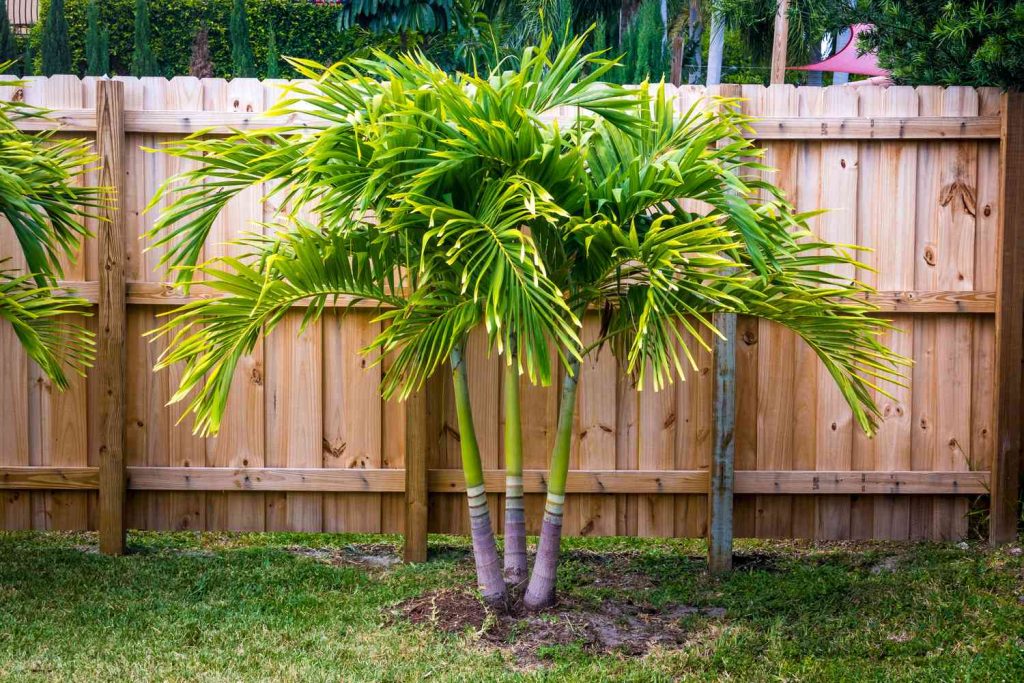 About The Palm Tree