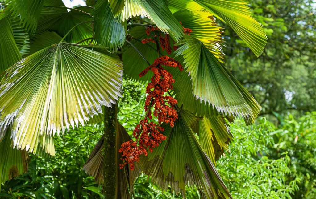 Ruffled Fan Palm