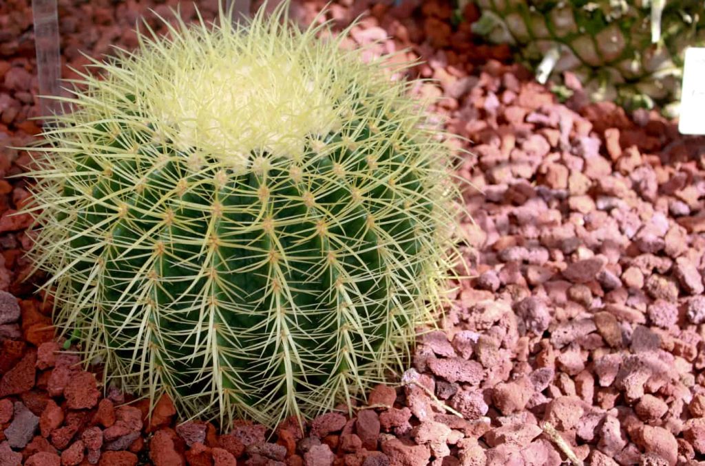 Collect all 6 of these cute and colorful cacti 