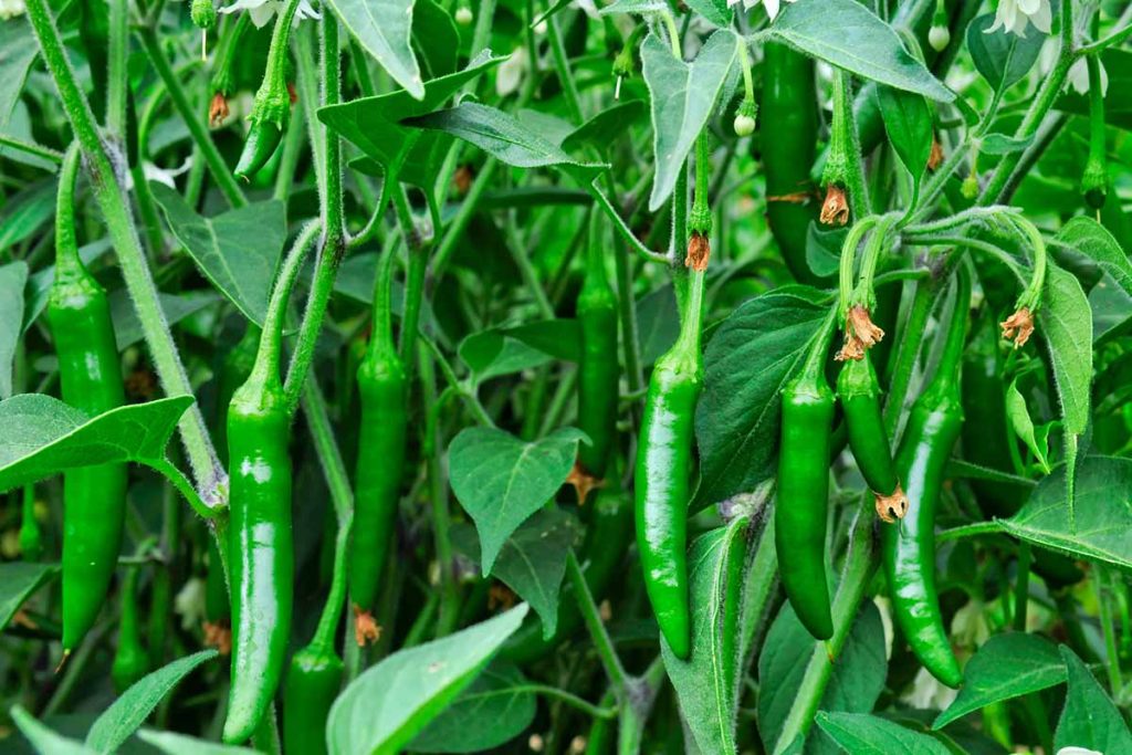 When to Harvest Serrano Peppers
