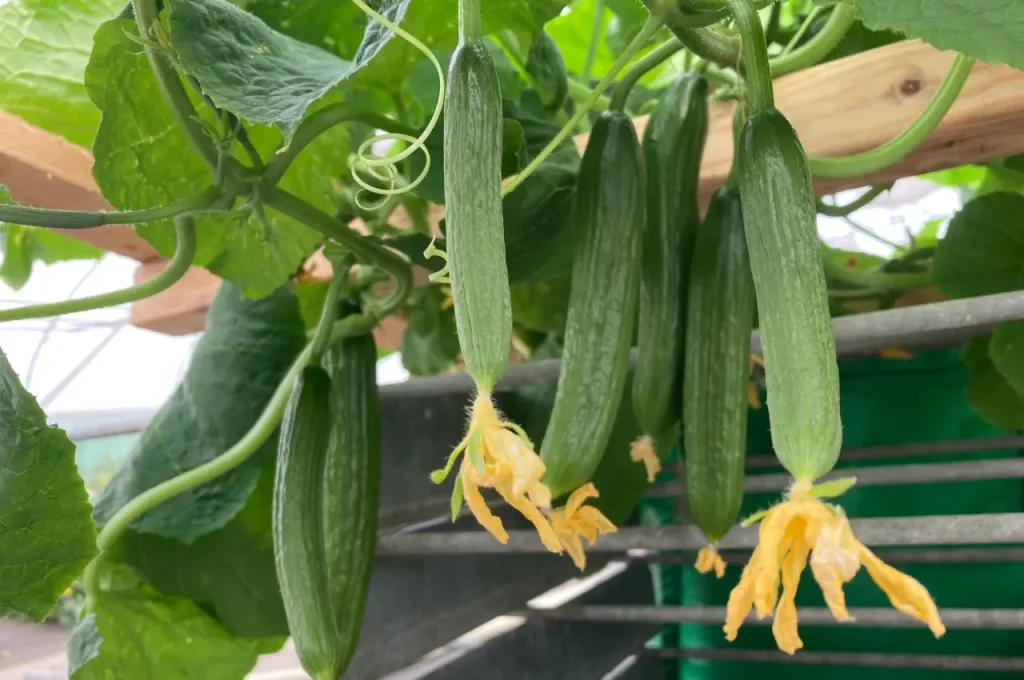 Best Parthenocarpic Cucumber Varieties to Grow