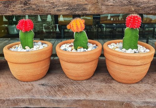 Moon cactus