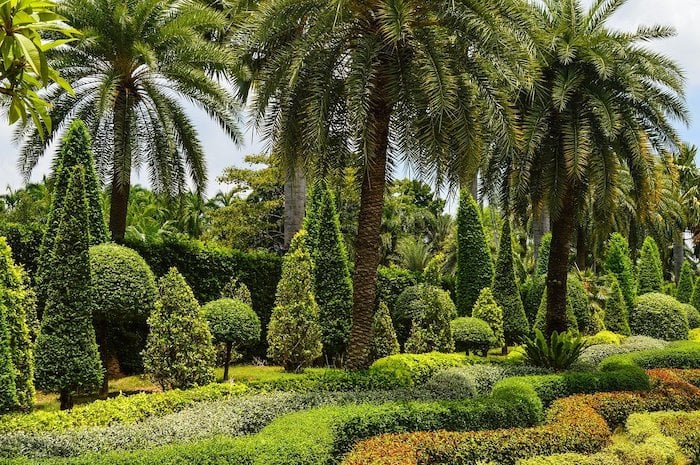 Palm Trees in the Landscape