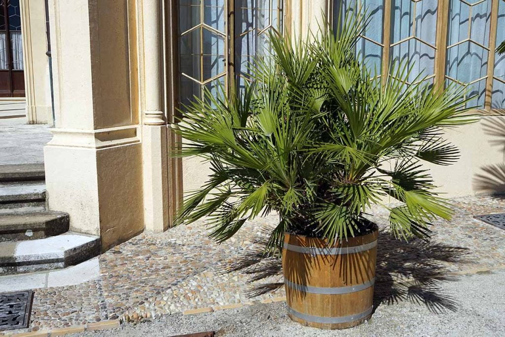 Planting palms in pots