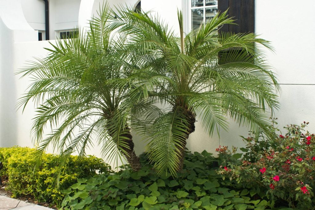 Pruning and Common Issues