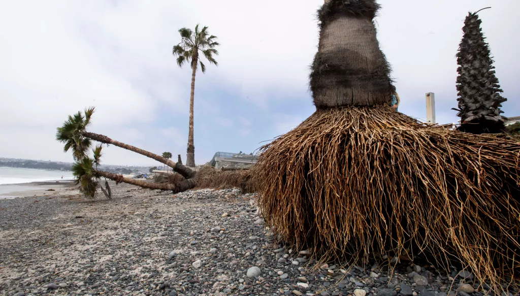Palm Tree Roots