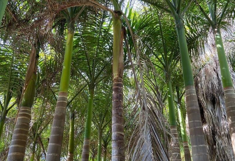 Palmetto Tree or Palm Tree