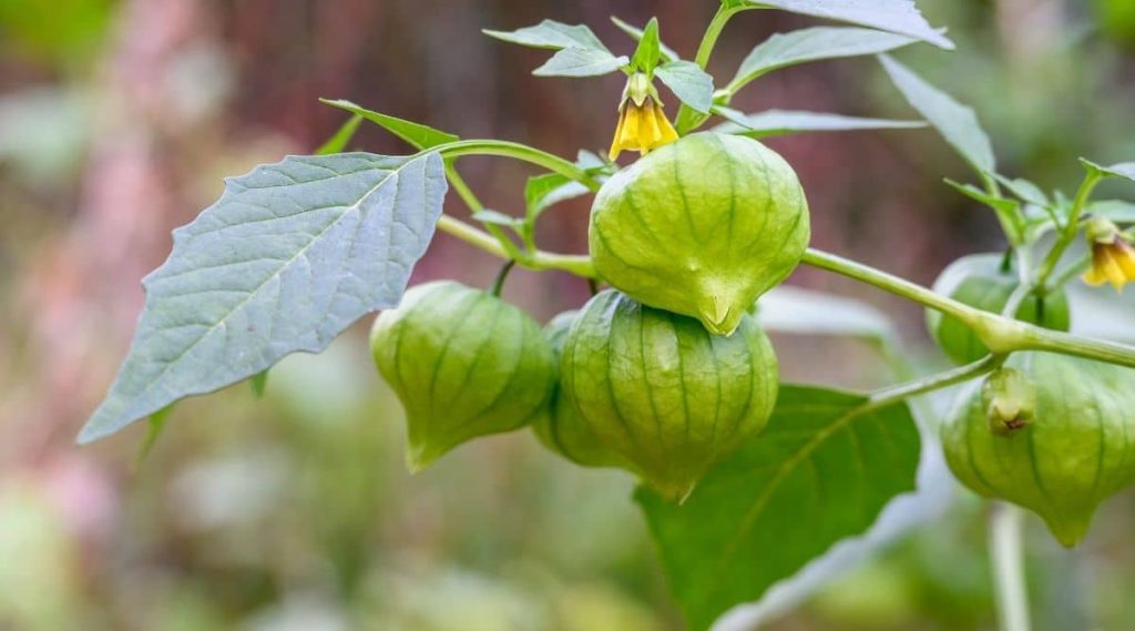 Tomatillo companion plants