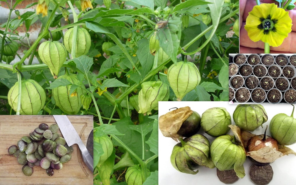 Tomatillo Plants