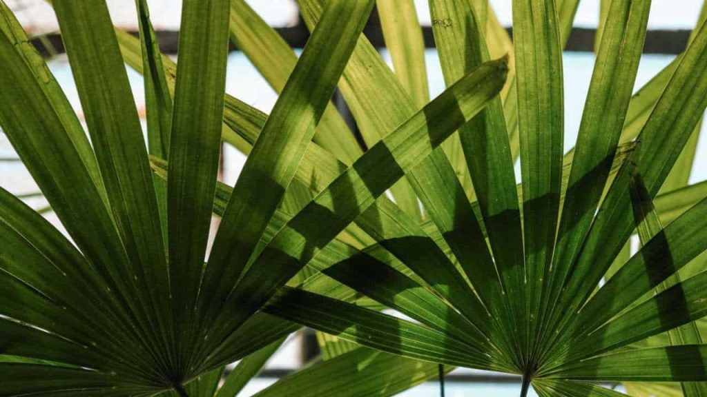 How To Make Privacy With Palm Trees