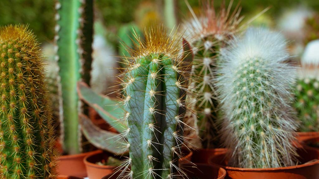 Cactus turning white 