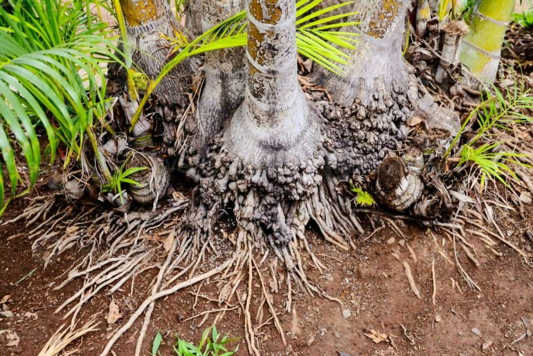 Palm Tree Roots