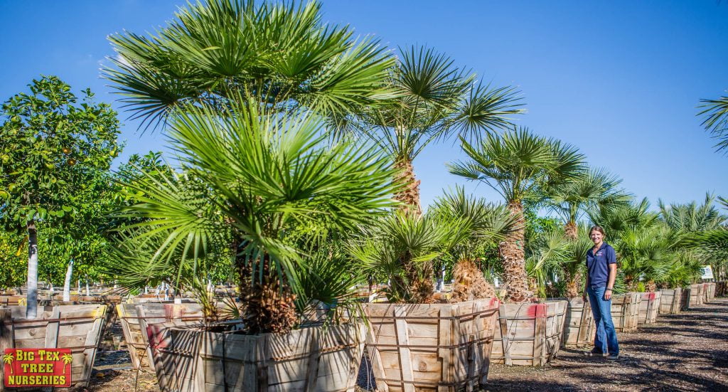 Mule Palm