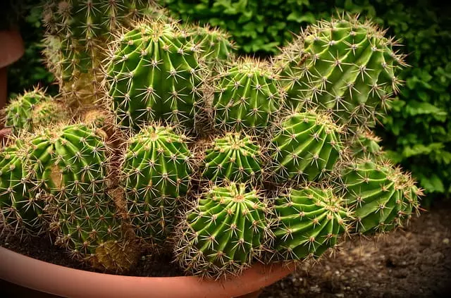 What Animals That Eat Cactus?
