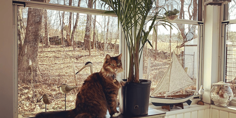 Cat Palm