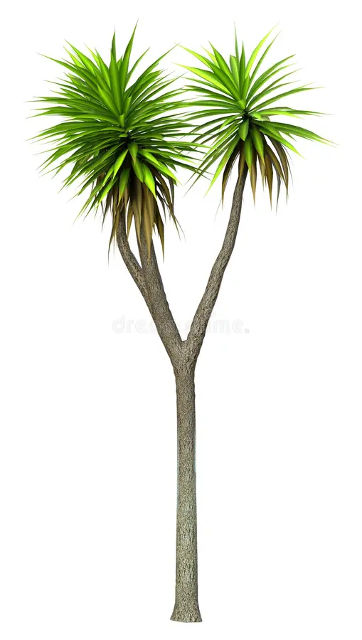 Cabbage Palm