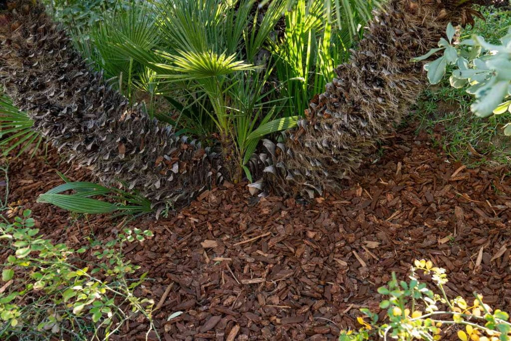 Planting and Care
