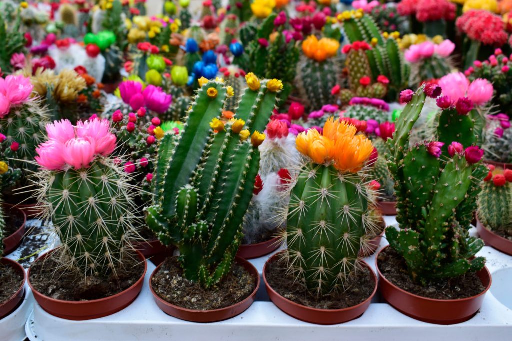 Parodia