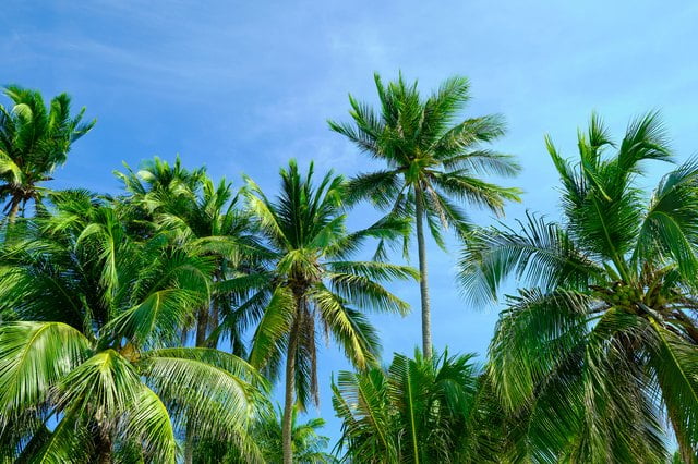 Palmetto Tree vs Palm Tree (What’s the Actual Difference?)