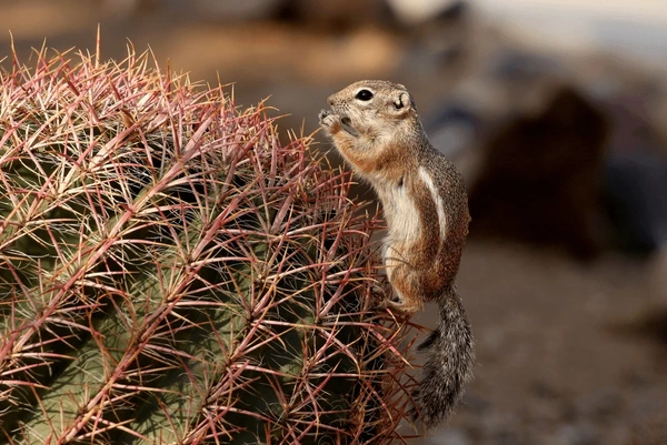 Ground Squirrels