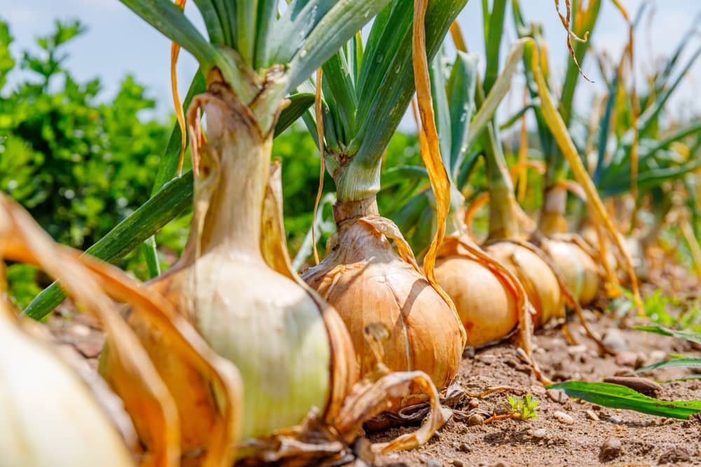 Onion growing stages 