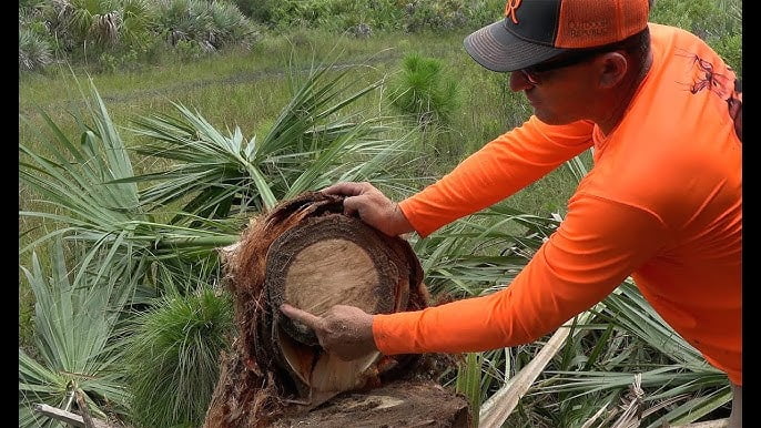 Harvesting the Heart of the Palm
