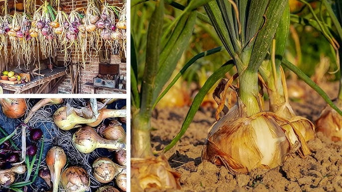 Growing Onions at Home