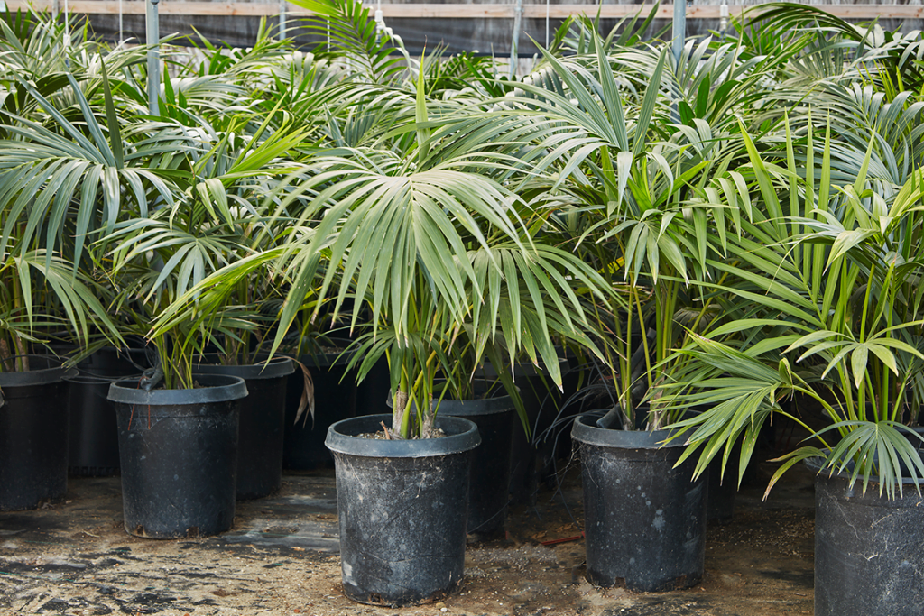 Is a Palm’s Life Expectancy Different in a Container?