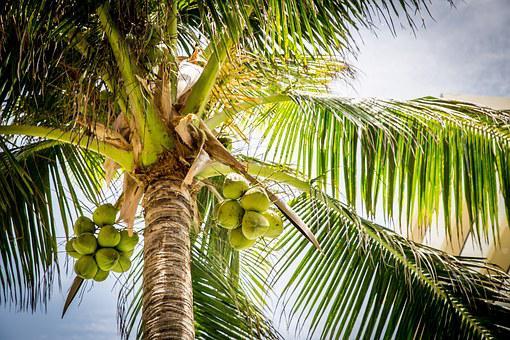 Palmetto tree vs palm tree