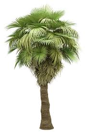 Puerto Rican Thatch Palm