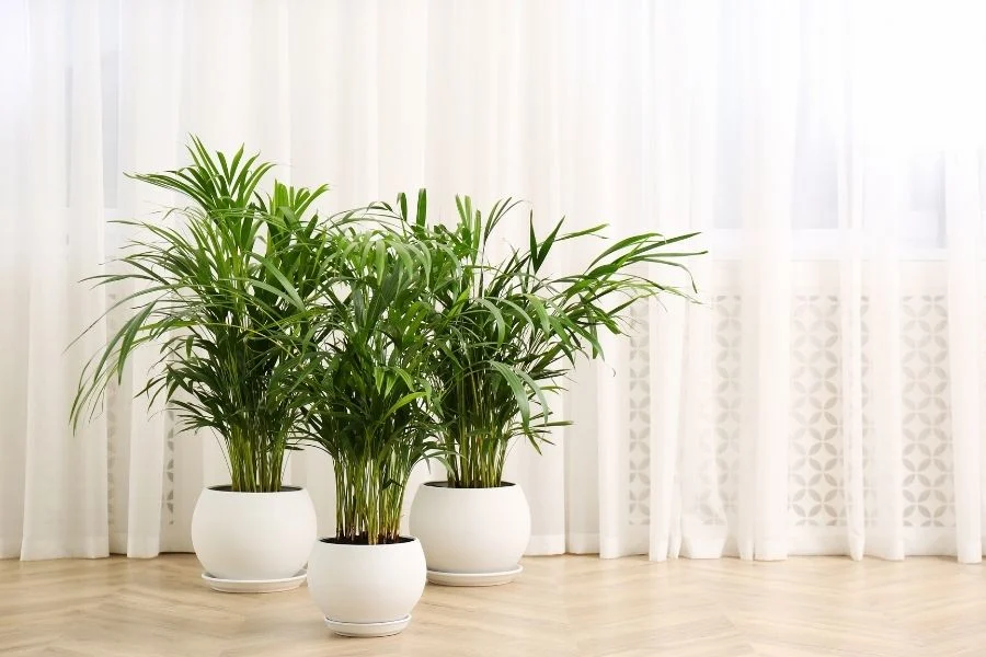 Areca Palm