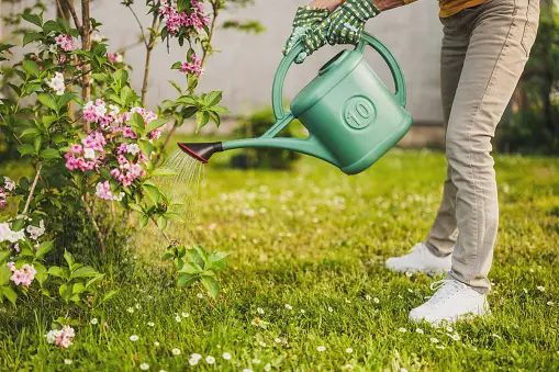 Overwatering and Underwatering