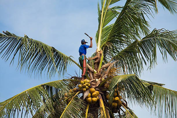 How to Prune Your Palm Tree
