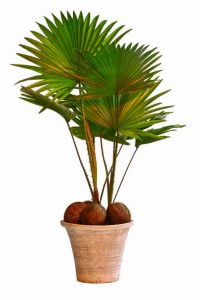 Mexican Fan Palm