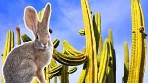 rabbit