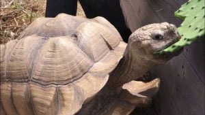 Tortoise