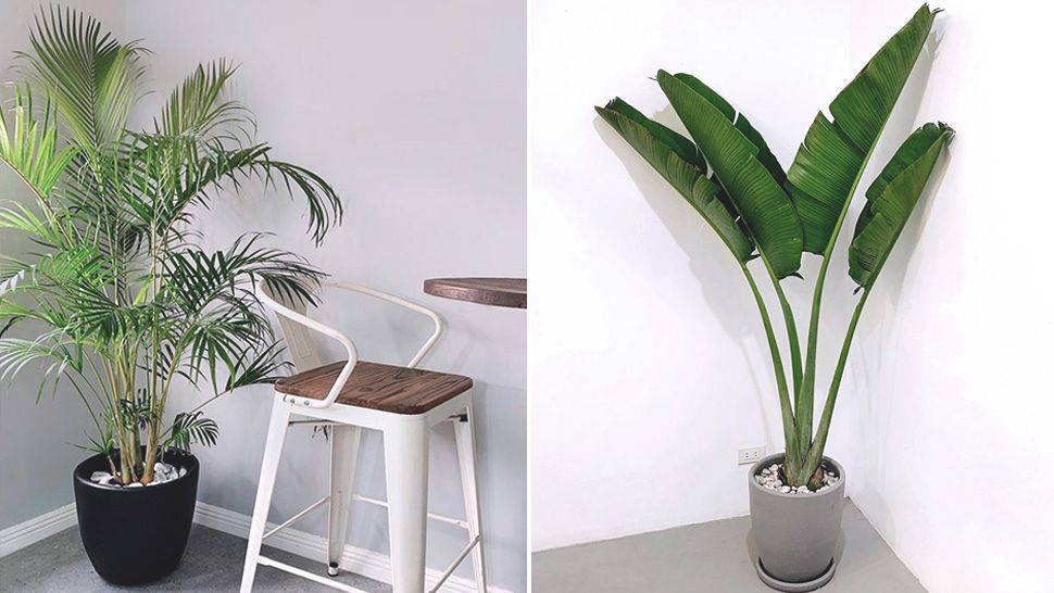Best Indoor Palms