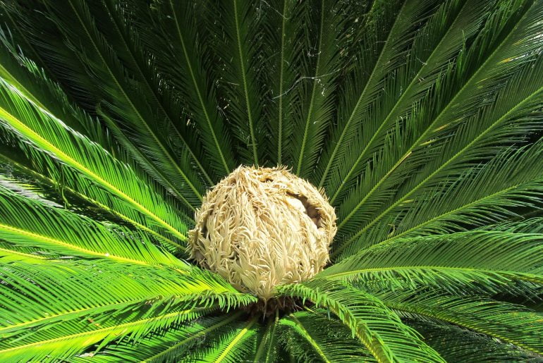 Heart of the Palm Tree