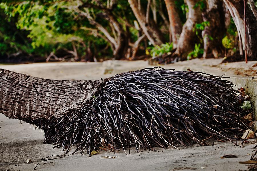 Palm Tree Roots