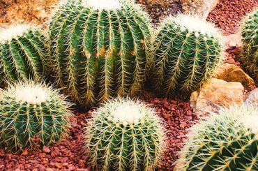 Collect all 6 of these cute and colorful cacti