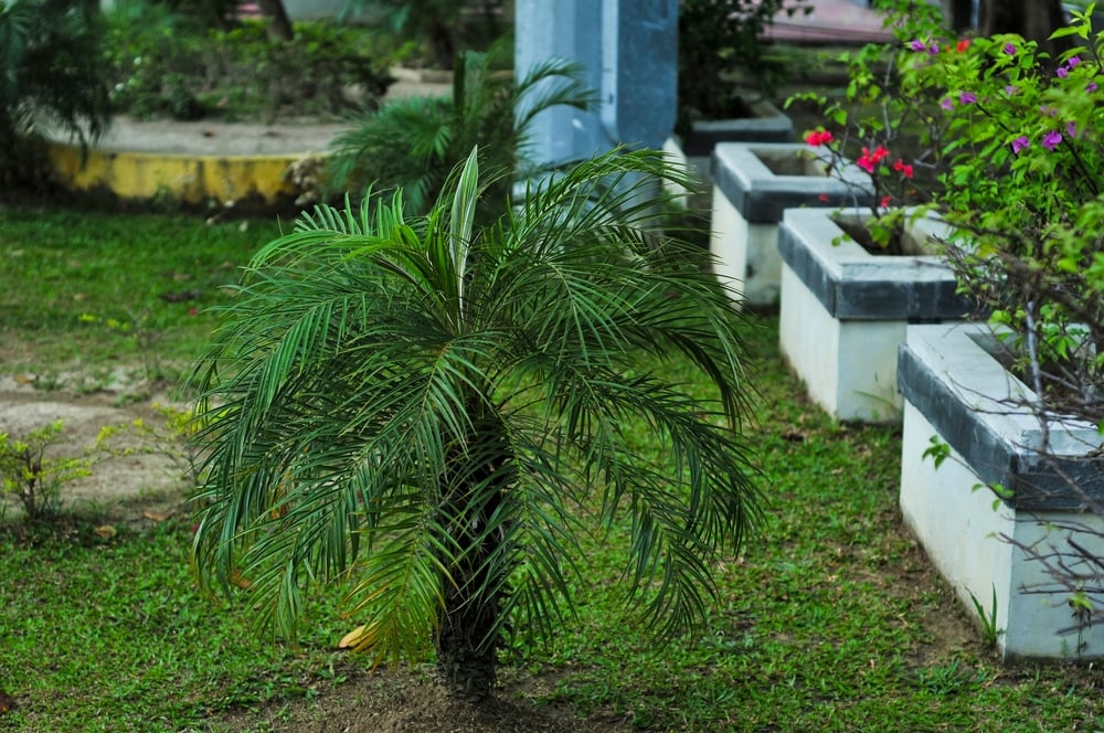 Pygmy Date Palm