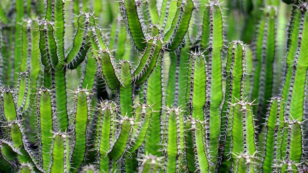 Animals That Eat Cactus