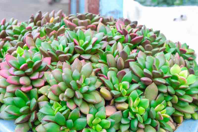 Anacampseros rufescens