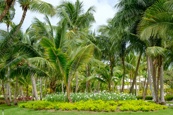 Mule Palm