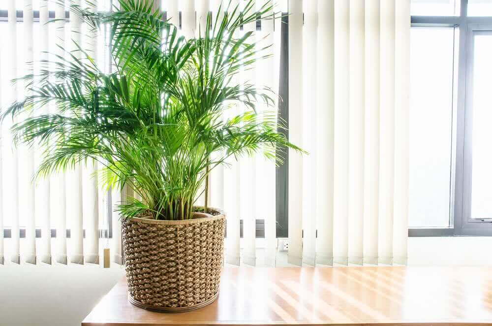 Parlor Palm