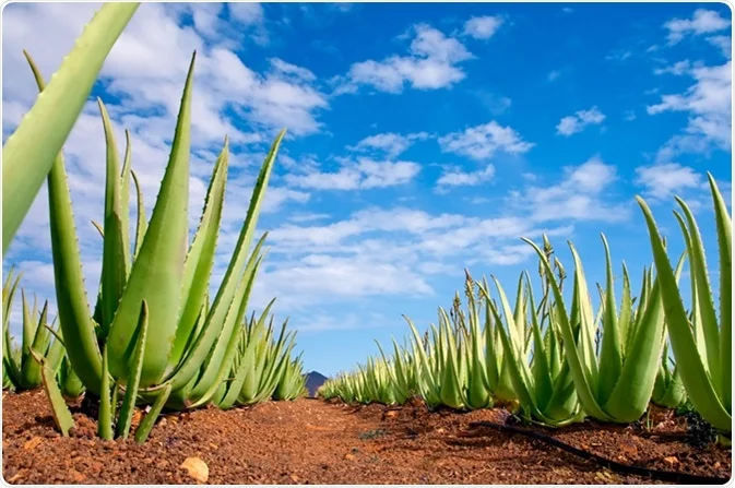 What is Aloe vera