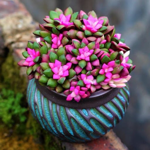Anacampseros rufescens