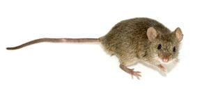 mice