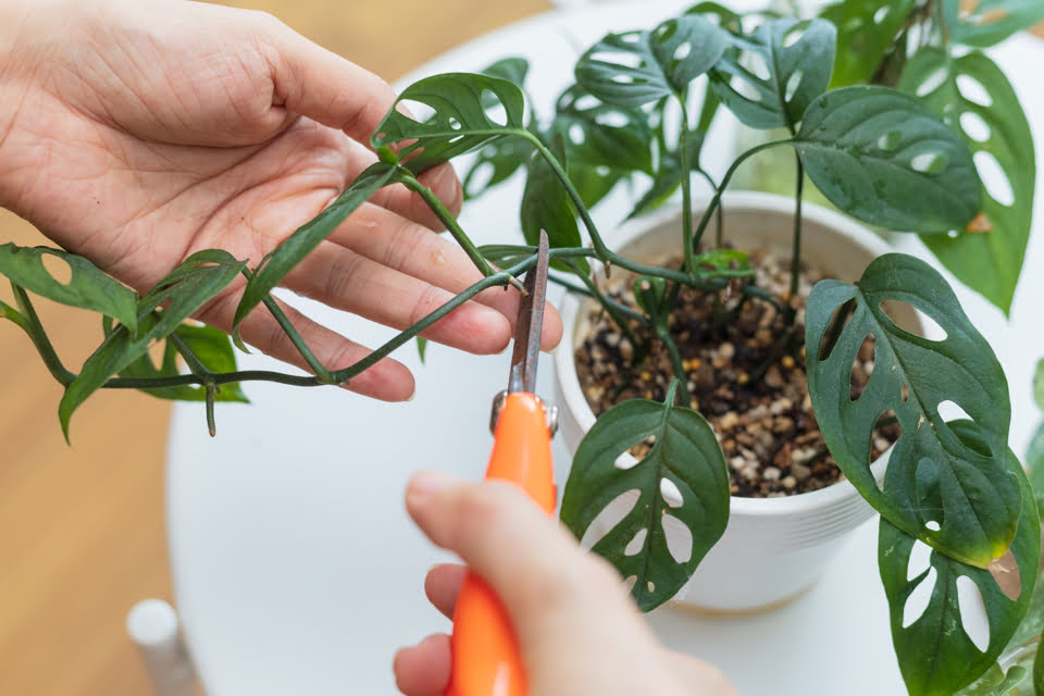 How to Prune a Cheese Plant