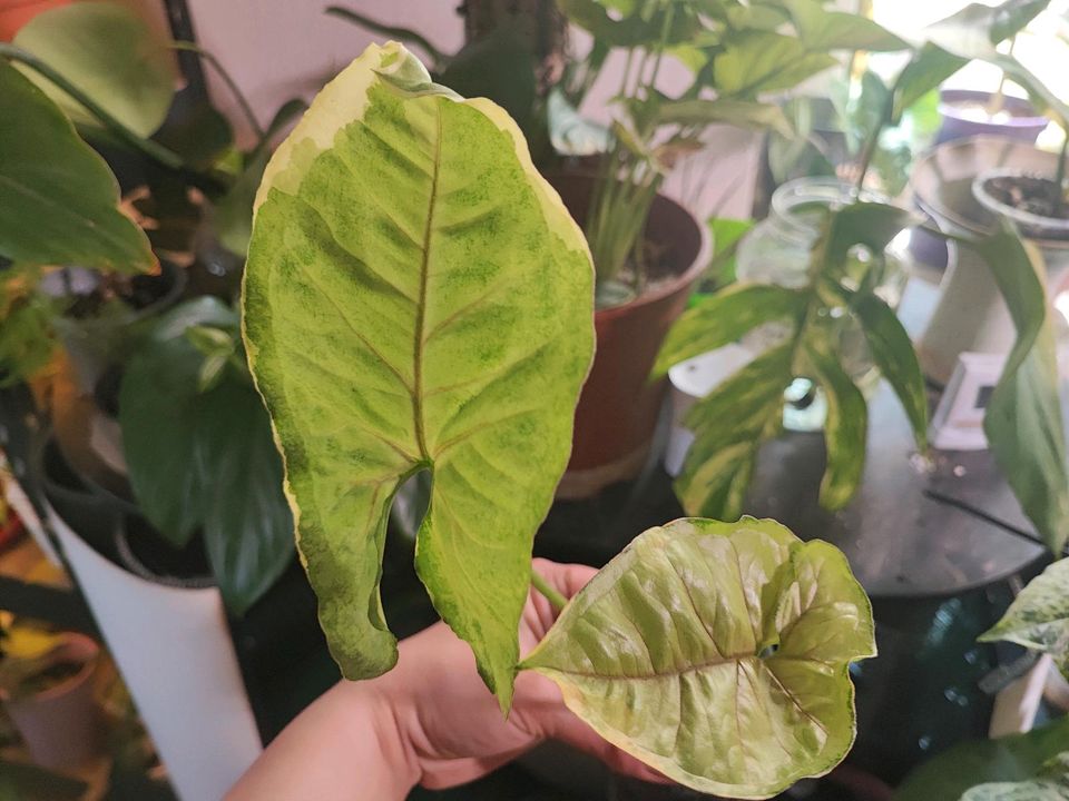 Syngonium ’Gold Allusion’